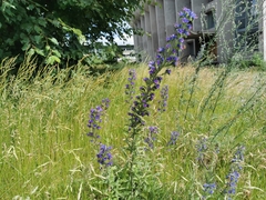 Echium vulgare