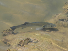 European Seabass photo 3
