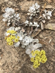 Eriogonum crocatum