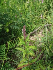 Stachys palustris
