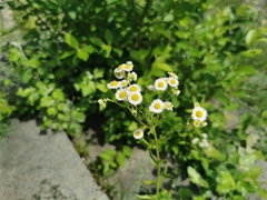 Erigeron annuus