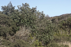 Ceanothus arboreus