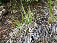 Carex tonsa rugosperma