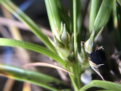 Carex tonsa rugosperma