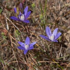 Brodiaea stellaris