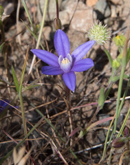 Brodiaea stellaris