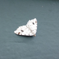 Macaria notata