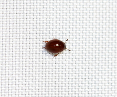 Leiodinae