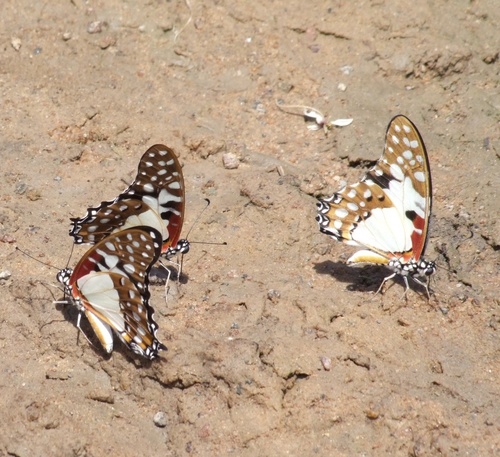 Northern Angola White Lady