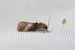 Acrobasis stigmella
