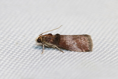 Acrobasis stigmella