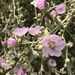 Splendid Bushmallow - Photo (c) Chris, some rights reserved (CC BY-NC), uploaded by Chris