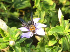 Campsomeriella