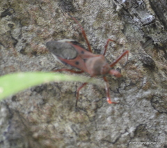Panthous bimaculatus