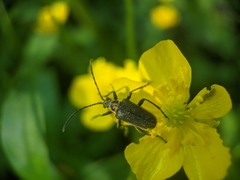 Brachysomida bivittata