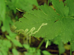 Phytomyza spondylii group