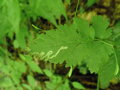 Phytomyza spondylii group
