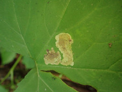 Phytomyza hydrophyllivora