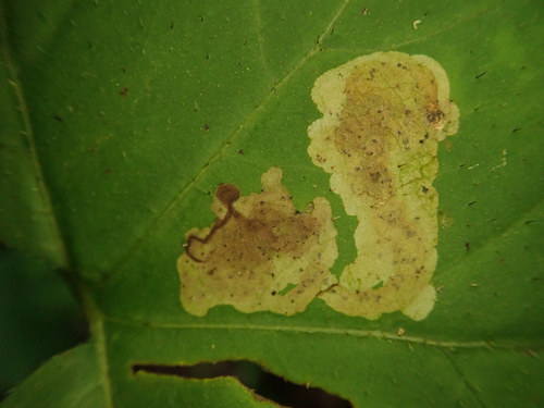 Phytomyza hydrophyllivora
