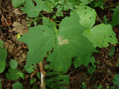 Phytomyza hydrophyllivora
