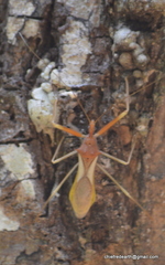 Epidaus bicolor
