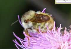 Bombus picipes