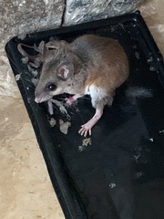 Osgoodomys banderanus