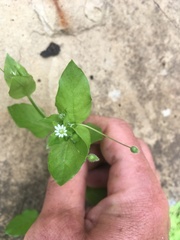 Stellaria nemorum