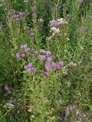 Cirsium arvense