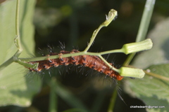 Nyctemera lacticinia