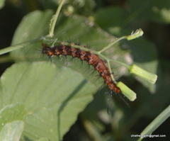 Nyctemera lacticinia