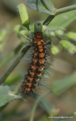 Nyctemera lacticinia