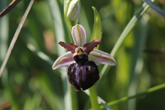 Ophrys sphegodes sipontensis
