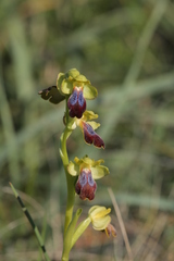 Ophrys fusca iricolor