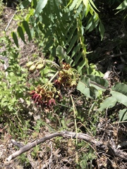 Asclepias hypoleuca
