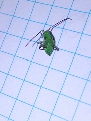 Adelphocoris lineolatus