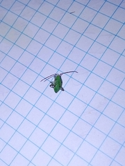 Adelphocoris lineolatus