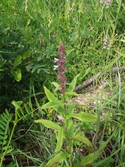 Stachys palustris