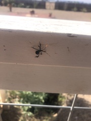 Acanthocephala thomasi