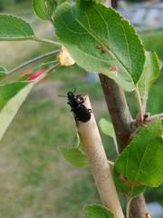 Platycerus depressus