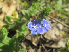 Veronica chamaedrys