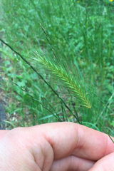 Hordeum secalinum