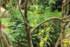 Liocichla steerii