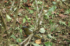 Liocichla steerii