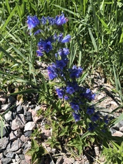 Echium vulgare
