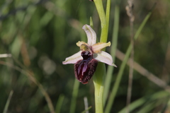 Ophrys sphegodes sipontensis