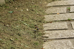Liocichla steerii