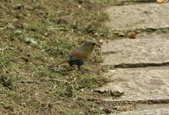 Liocichla steerii