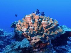 Pocillopora grandis