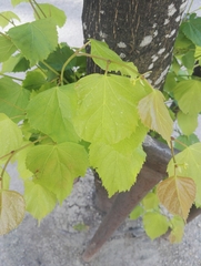 Tilia cordata